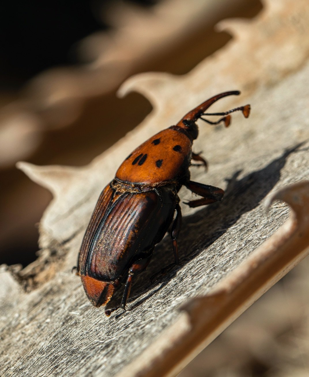 Agricultural Scene 1